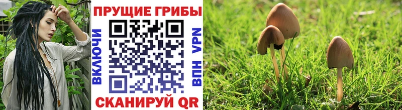 Псилоцибиновые грибы Psilocybine cubensis  blacksprut ONION  Новосиль  где купить наркоту 